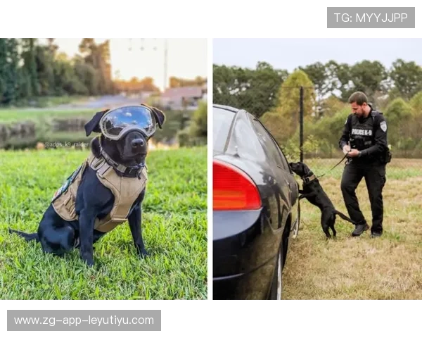 体育“安保犬:嗅探爆炸物的K9队员 体育“安保犬:嗅探爆炸物的K9队员